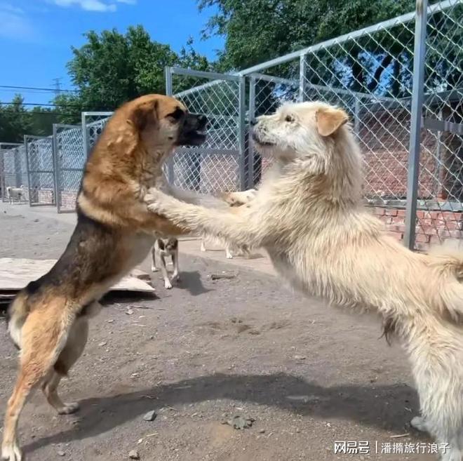 火！身价飙升至10万美元狗主人被扒冰球突破贵州下司犬“查理国王”爆(图2)