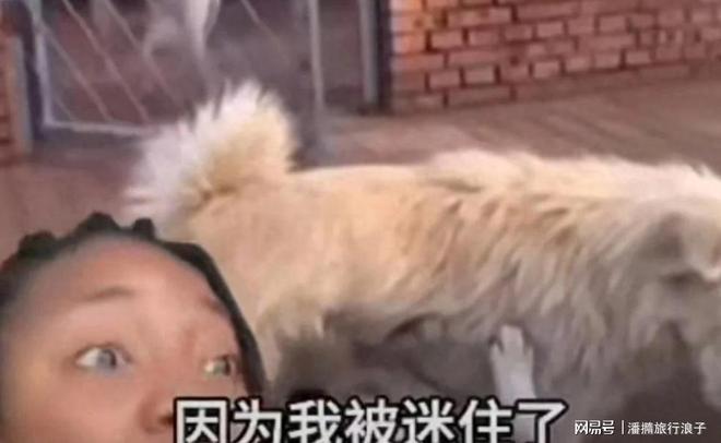 火！身价飙升至10万美元狗主人被扒冰球突破贵州下司犬“查理国王”爆(图5)
