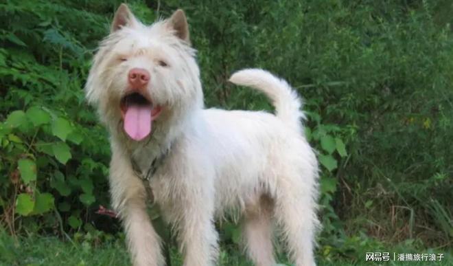 火！身价飙升至10万美元狗主人被扒冰球突破贵州下司犬“查理国王”爆(图3)
