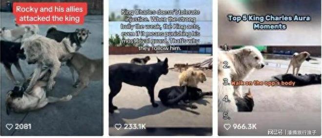 火！身价飙升至10万美元狗主人被扒冰球突破贵州下司犬“查理国王”爆(图4)