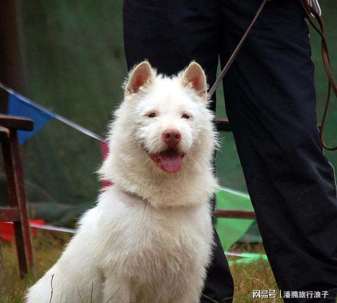 火！身价飙升至10万美元狗主人被扒冰球突破贵州下司犬“查理国王”爆(图13)
