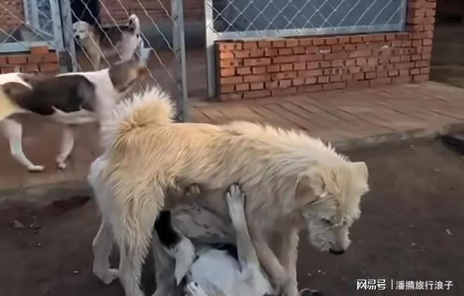 火！身价飙升至10万美元狗主人被扒冰球突破贵州下司犬“查理国王”爆(图10)