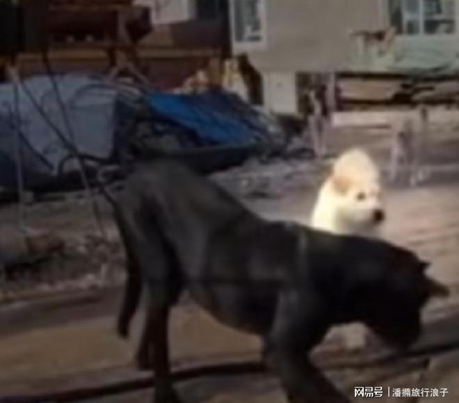 火！身价飙升至10万美元狗主人被扒冰球突破贵州下司犬“查理国王”爆(图7)
