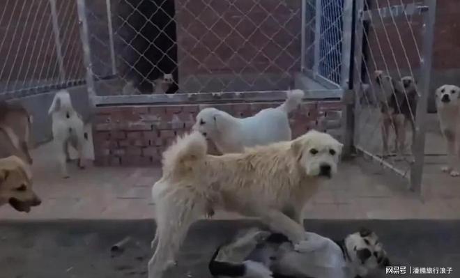 火！身价飙升至10万美元狗主人被扒冰球突破贵州下司犬“查理国王”爆(图6)