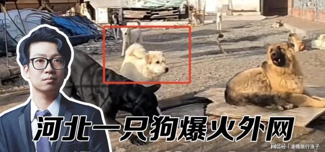 火！身价飙升至10万美元狗主人被扒冰球突破贵州下司犬“查理国王”爆(图8)