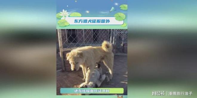火！身价飙升至10万美元狗主人被扒冰球突破贵州下司犬“查理国王”爆(图15)