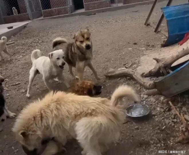 火！身价飙升至10万美元狗主人被扒冰球突破贵州下司犬“查理国王”爆(图17)
