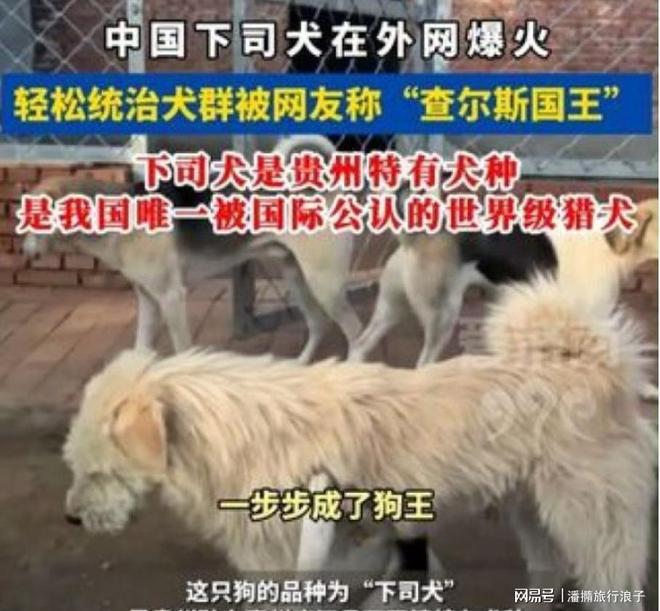 火！身价飙升至10万美元狗主人被扒冰球突破贵州下司犬“查理国王”爆(图14)