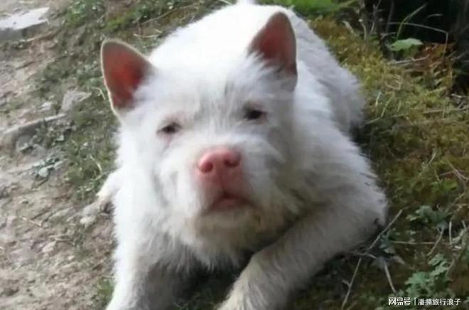 火！身价飙升至10万美元狗主人被扒冰球突破贵州下司犬“查理国王”爆(图19)