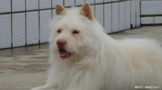 火！身价飙升至10万美元狗主人被扒冰球突破贵州下司犬“查理国王”爆(图18)