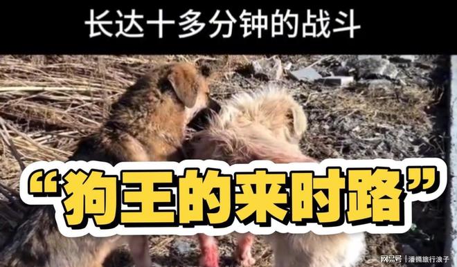 火！身价飙升至10万美元狗主人被扒冰球突破贵州下司犬“查理国王”爆(图16)