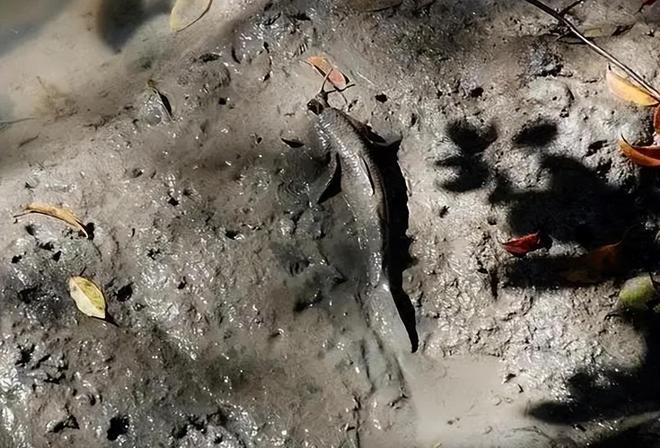 库发现怪鱼三只眼睛还长着“人的牙齿”冰球突破豪华版2016年核电站边的水(图2)