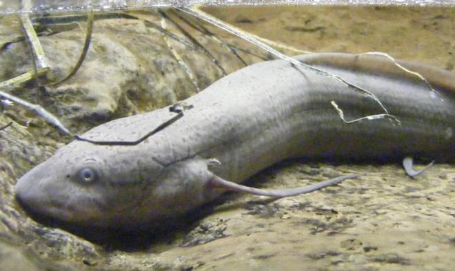 库发现怪鱼三只眼睛还长着“人的牙齿”冰球突破豪华版2016年核电站边的水(图3)