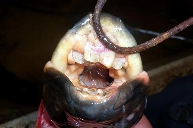 库发现怪鱼三只眼睛还长着“人的牙齿”冰球突破豪华版2016年核电站边的水(图4)