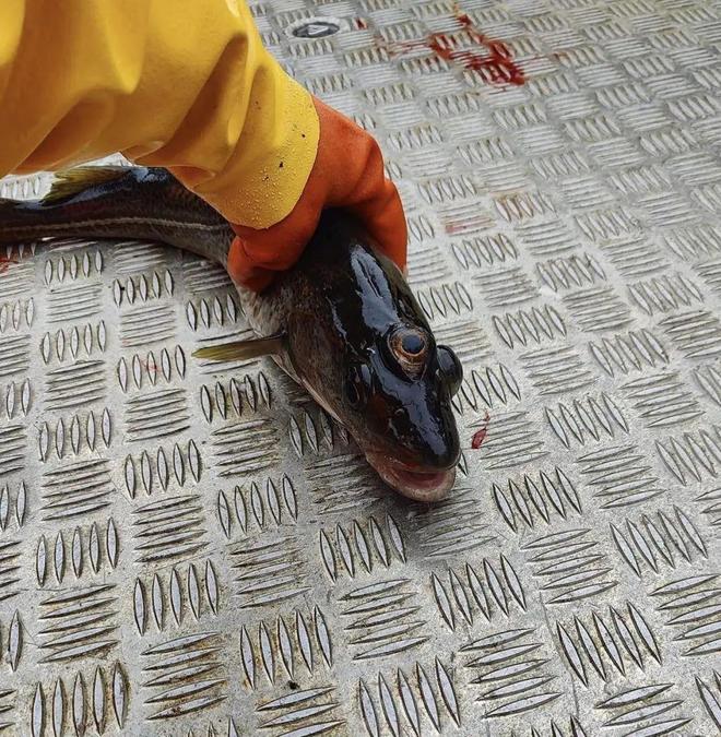 库发现怪鱼三只眼睛还长着“人的牙齿”冰球突破豪华版2016年核电站边的水(图6)