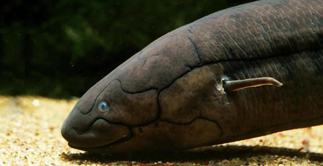 库发现怪鱼三只眼睛还长着“人的牙齿”冰球突破豪华版2016年核电站边的水(图8)