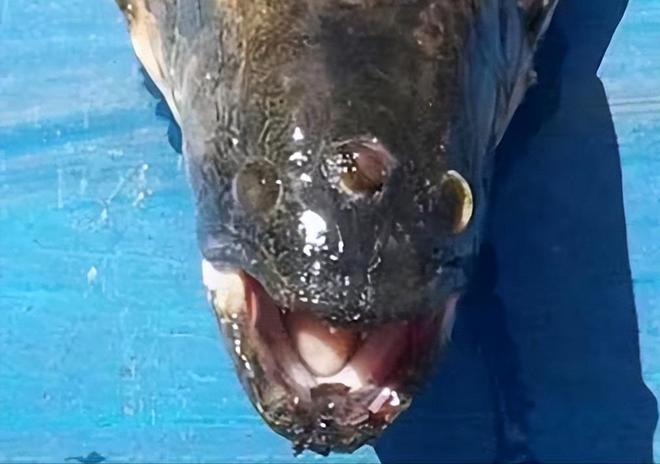 库发现怪鱼三只眼睛还长着“人的牙齿”冰球突破豪华版2016年核电站边的水(图9)