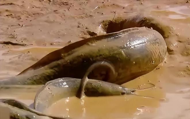 库发现怪鱼三只眼睛还长着“人的牙齿”冰球突破豪华版2016年核电站边的水(图17)