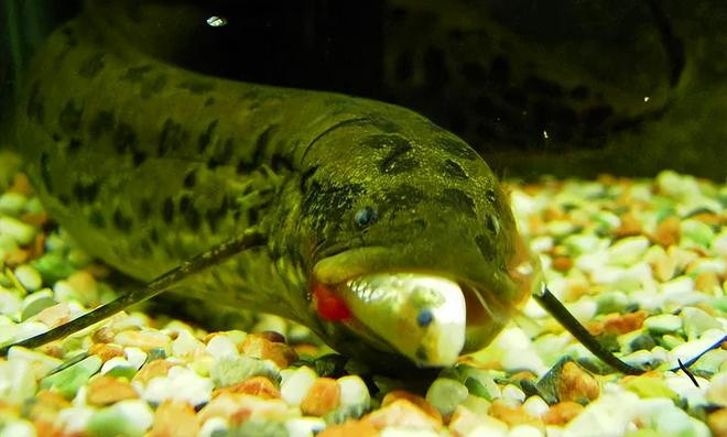 库发现怪鱼三只眼睛还长着“人的牙齿”冰球突破豪华版2016年核电站边的水(图14)