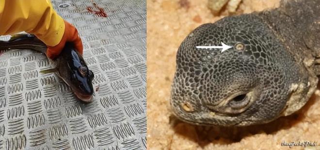 库发现怪鱼三只眼睛还长着“人的牙齿”冰球突破豪华版2016年核电站边的水(图18)