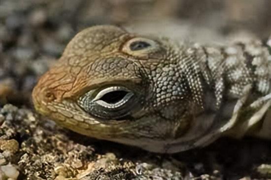 库发现怪鱼三只眼睛还长着“人的牙齿”冰球突破豪华版2016年核电站边的水(图19)